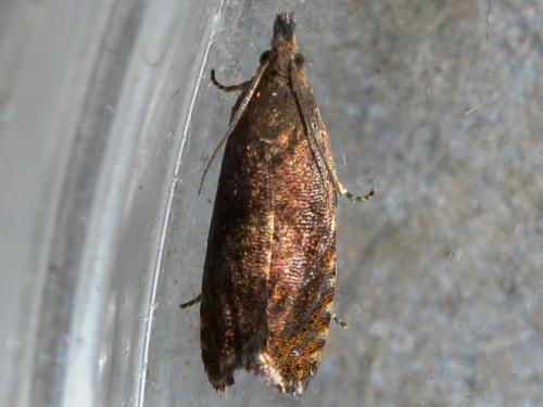 Réf. 342 046 : Dichrorampha sp.